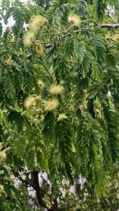 A close-up of green feathery leaves and light yellow powder-puff flowers on a branch, with delicate filament-like petals and fern-shaped foliage.