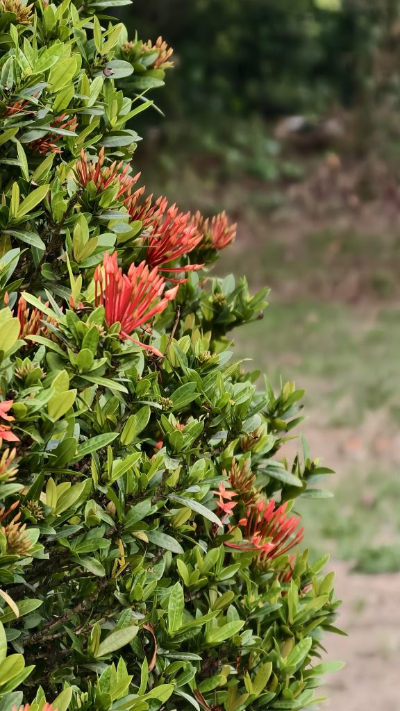 Close-up side view of an Ixora plant with orange-red flower buds and green leaves in a blurred garden background.