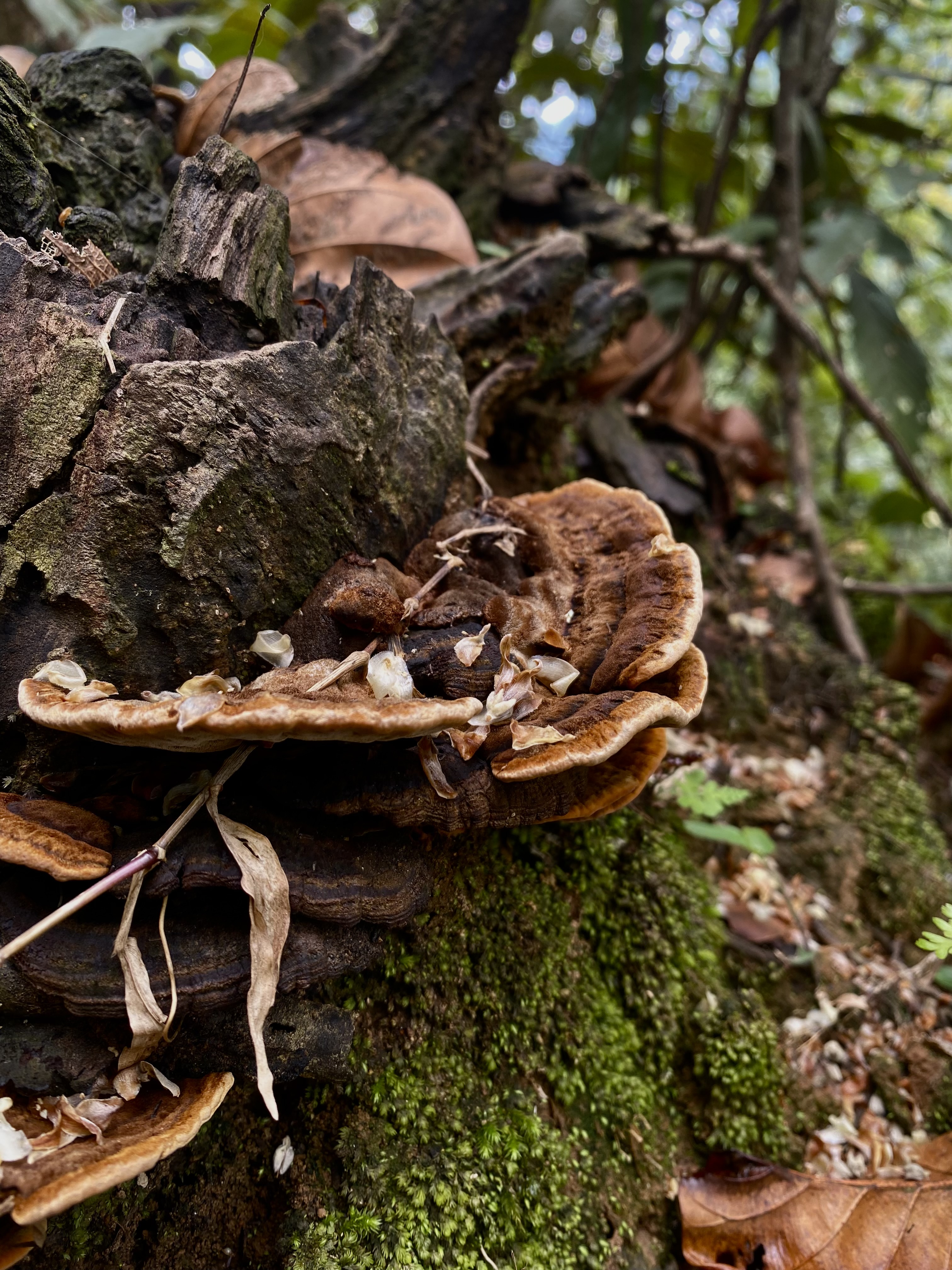 A wild mushroom growing in a tree trunk which is surrounded by moss.