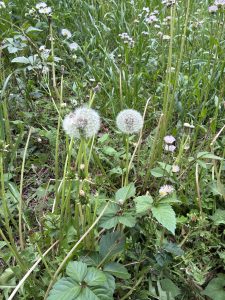 Green meadow with two fluffy dandelions in the foreground, surrounded by wildflowers and tall grass, conveying a serene and natural setting.