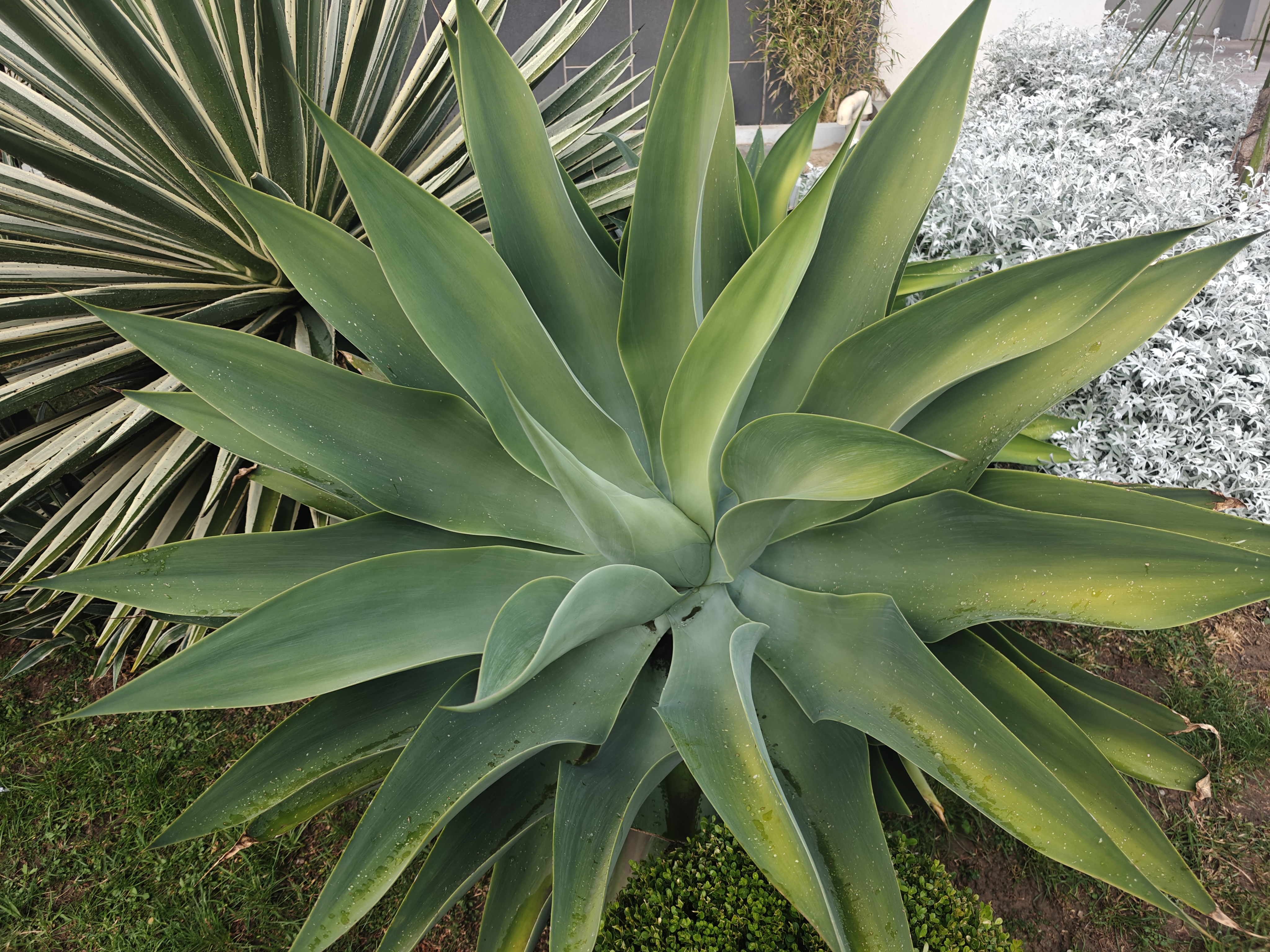 An agave plant stands out with its green, symmetrical leaves forming a natural shape full of balance and elegance. Its texture and size reflect the strength and beauty of ornamental plants.