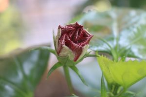 Close-up short of a deep red Chinese hibiscus bud surrounded by green leaves with a soft, blurred garden background.
