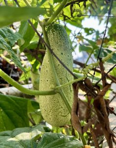 A green cucumber hangs from a vine with lush leaves, bathed in sunlight.