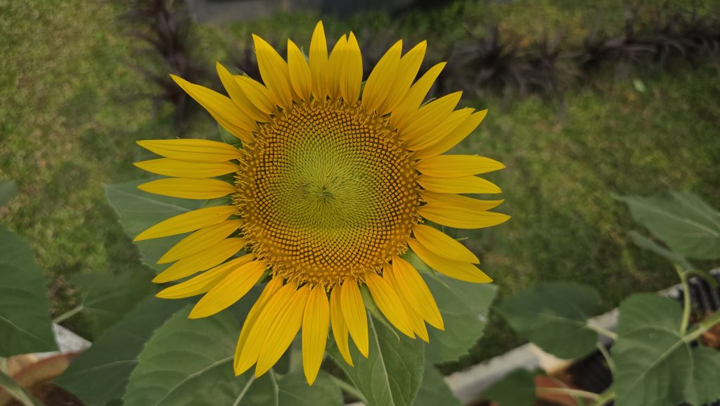 A vibrant, close-up photograph of a single common sunflower in full bloom, centered in the frame.