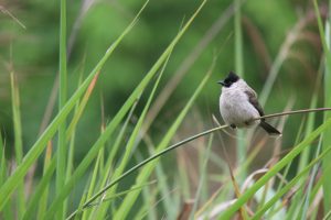 A Sooty-headed Bulbul perched on a grass stem against a soft green background. It has black head, white throat and body, brown wings.