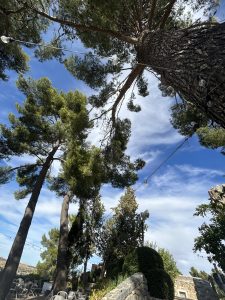 Tall pine trees under a blue sky with wispy clouds, with string lights draped between them creating a cozy outdoor atmosphere. 