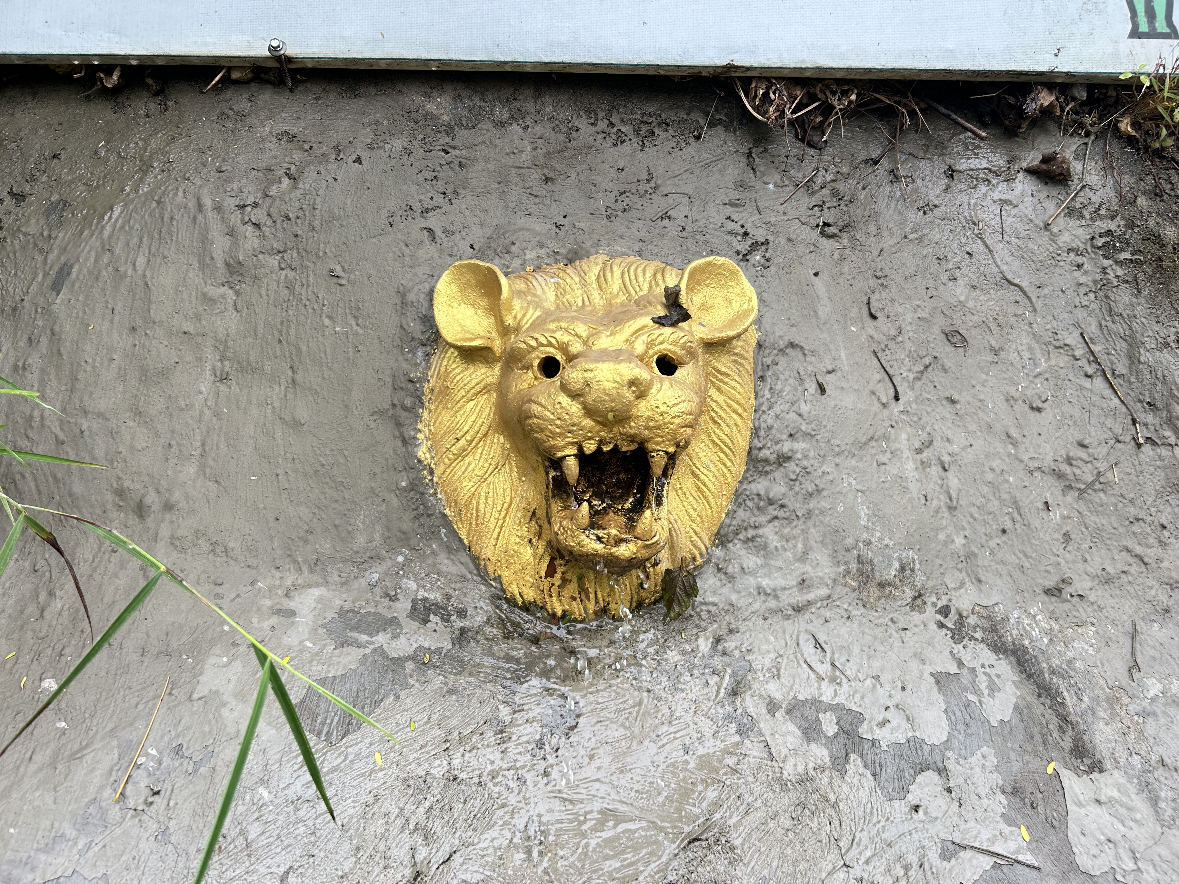 A golden lion head sculpture with an open mouth is embedded in a gray concrete wall.