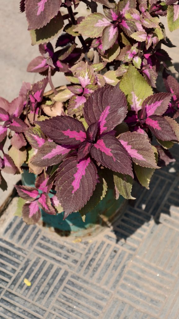 A Coleus plant with striking dark purple leaves featuring bright pink centers and thin green edges grows in a blue-green pot. The plant is captured from a high angle, sitting on a grey tiled walkway with linear patterns under bright daylight.