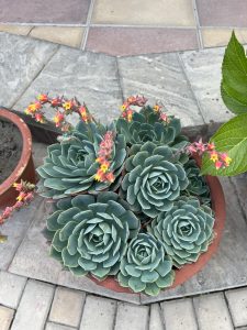 A cluster of pale green Echeveria succulents in a pot, with tall stems bearing small pink and yellow bell-shaped flowers.
