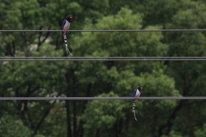 Two Red-billed Blue Magpies perched side-by-side on horizontal steel cables against a dark forest background.