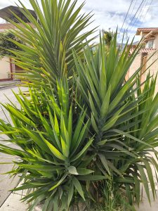 A plant with long, green, pointed leaves stands out for its elegant and tropical appearance. Its strong and leafy structure gives a modern and natural look to the urban landscape.
