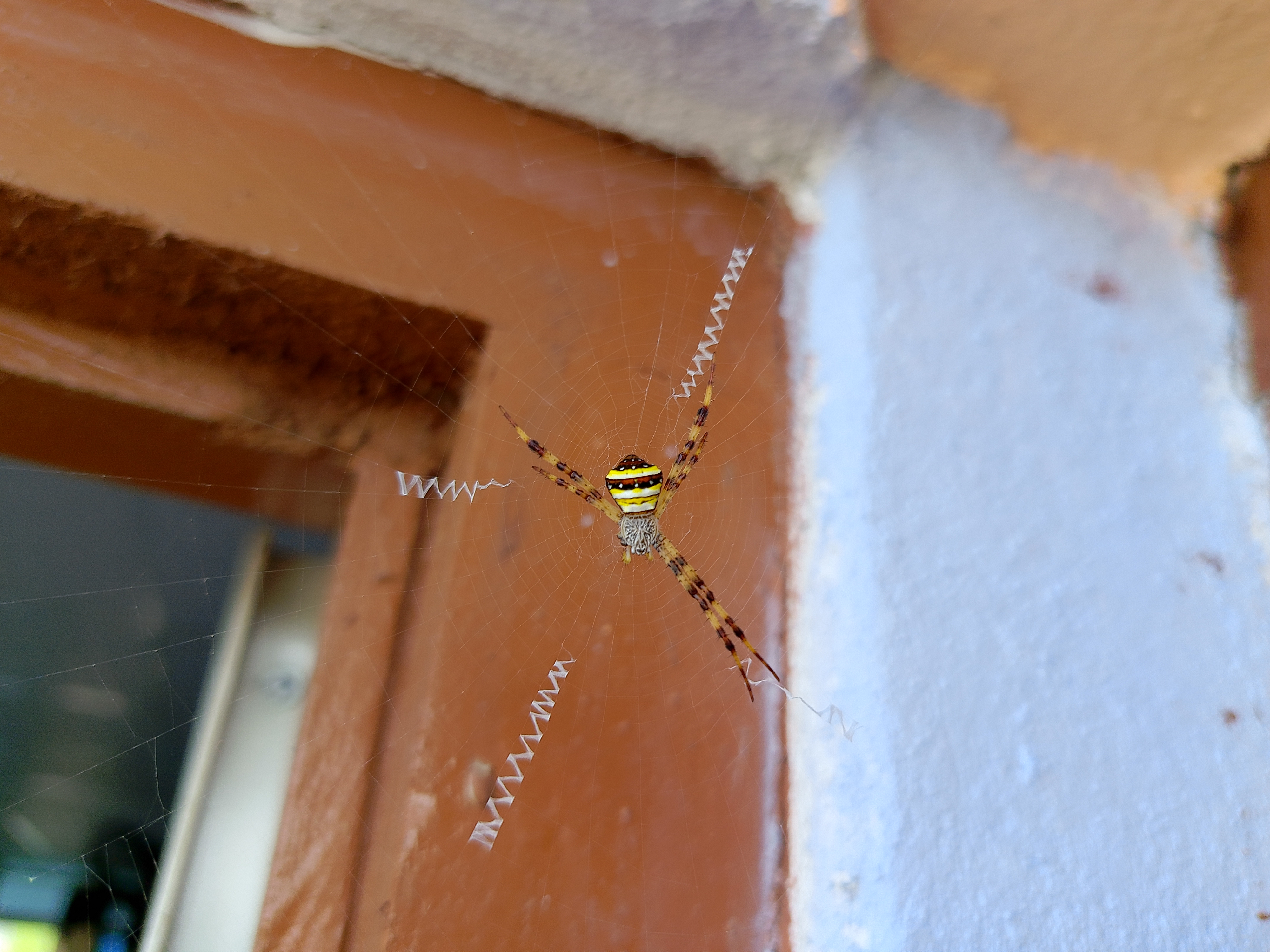 Close-up of a colorful striped spider resting at the center of its circular web attached between a wall and wooden frame. The web features zigzag silk patterns, with a blurred orange and white background behind it.