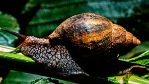 Macro profile of a large land snail (Giant African snail) crawling on a green plant stem, showing its dark textured body and conical brown shell.