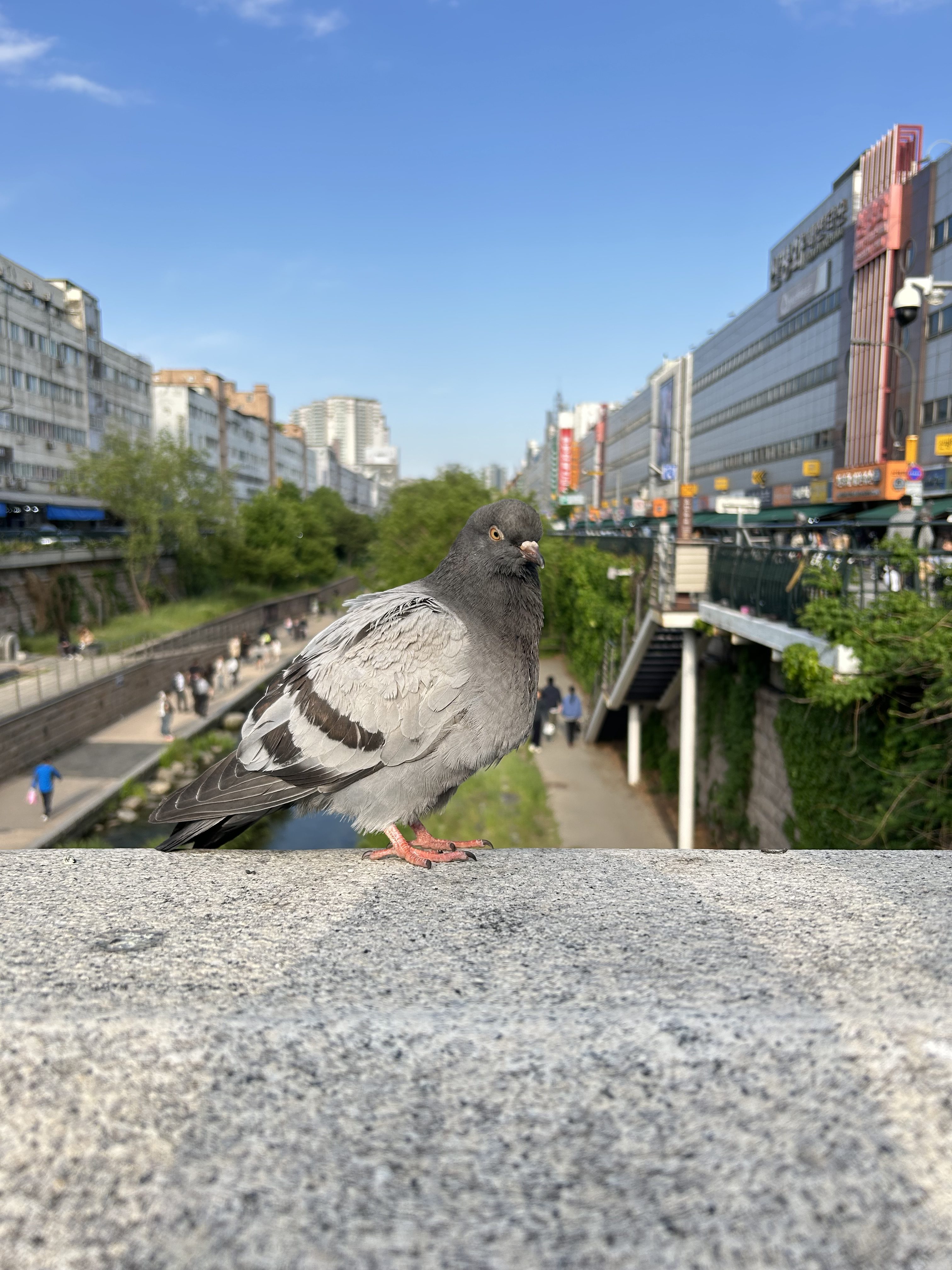 A grey pigeon stands on a stone ledge with a busy urban street and green park in the background, under a clear blue sky.
