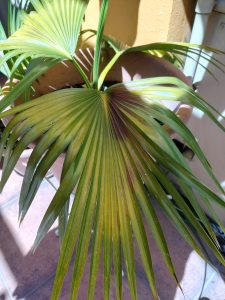 Young palm tree with large fan-shaped leaves showing green tones with slight yellow and reddish shades. Its elegant tropical structure and the marked lines on the leaves give it an exotic and decorative appearance.