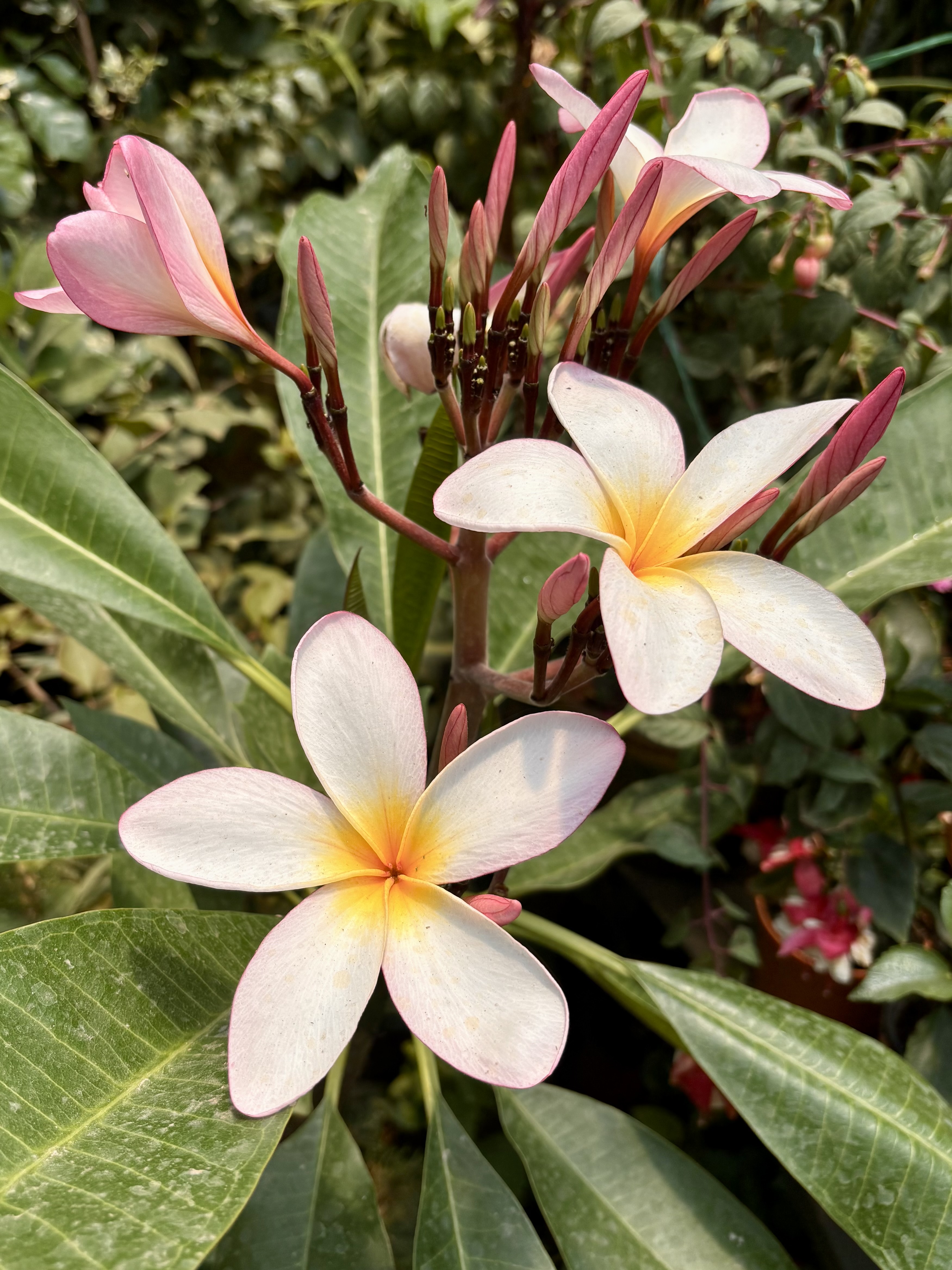 Close-up of a cluster of white plumeria flowers with pink tips and yellow centers, surrounded by lush green leaves in a garden setting.