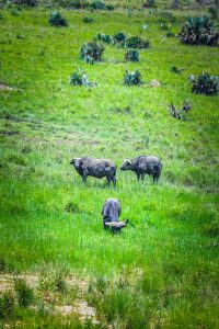A group of three water buffalo is grazing in a lush green field, surrounded by tall grass and scattered palm-like plants.