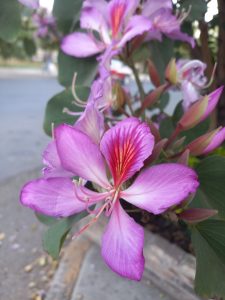 Orchid tree flower (Bauhinia) with delicate pink petals and magenta details in the center. Its elegant shape and soft colors give it a tropical and eye-catching appearance alongside the flower buds and green leaves in the background.