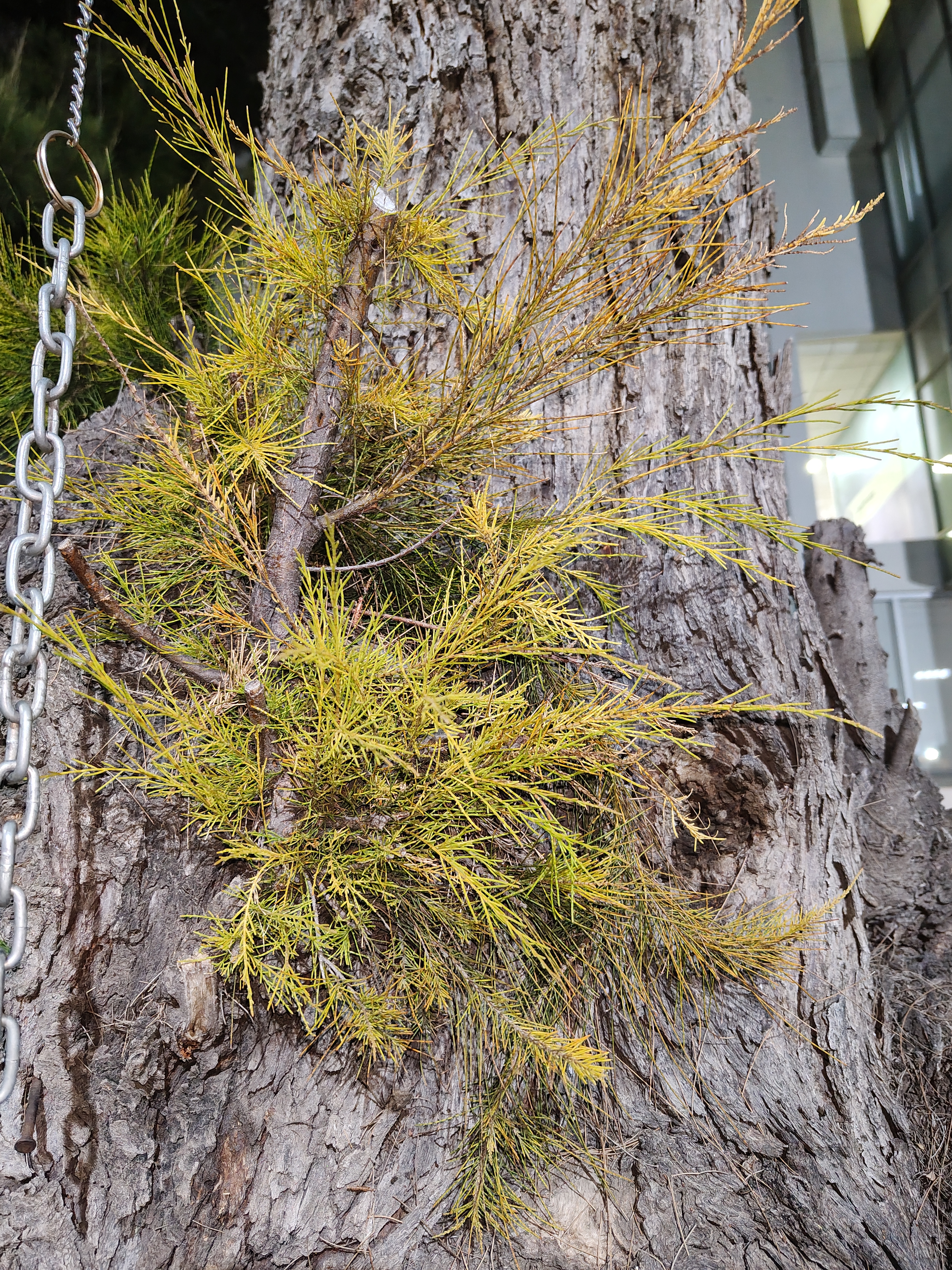 Small green and yellow foliage grows over the rough bark of a tree, creating a natural contrast rich in texture and detail.
