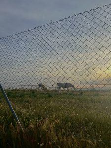 The image shows a chain-link fence in the foreground, partially obstructing the view of a grassy field. Behind the fence, there are two horses grazing peacefully in the open space.
