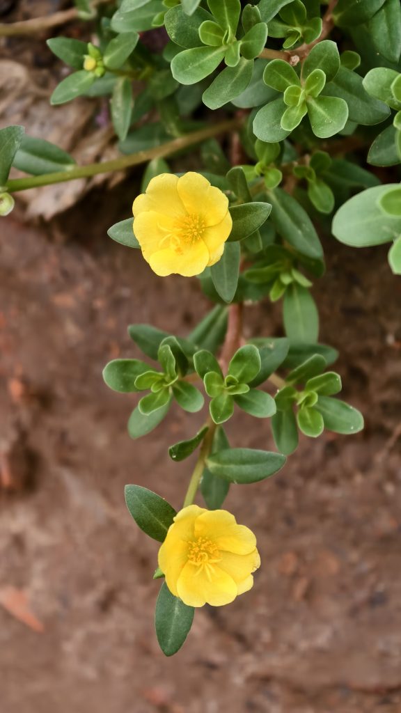 Two vibrant yellow flowers with layered petals and green leaves grow from a plant against a brown soil background, conveying a lively and fresh tone.