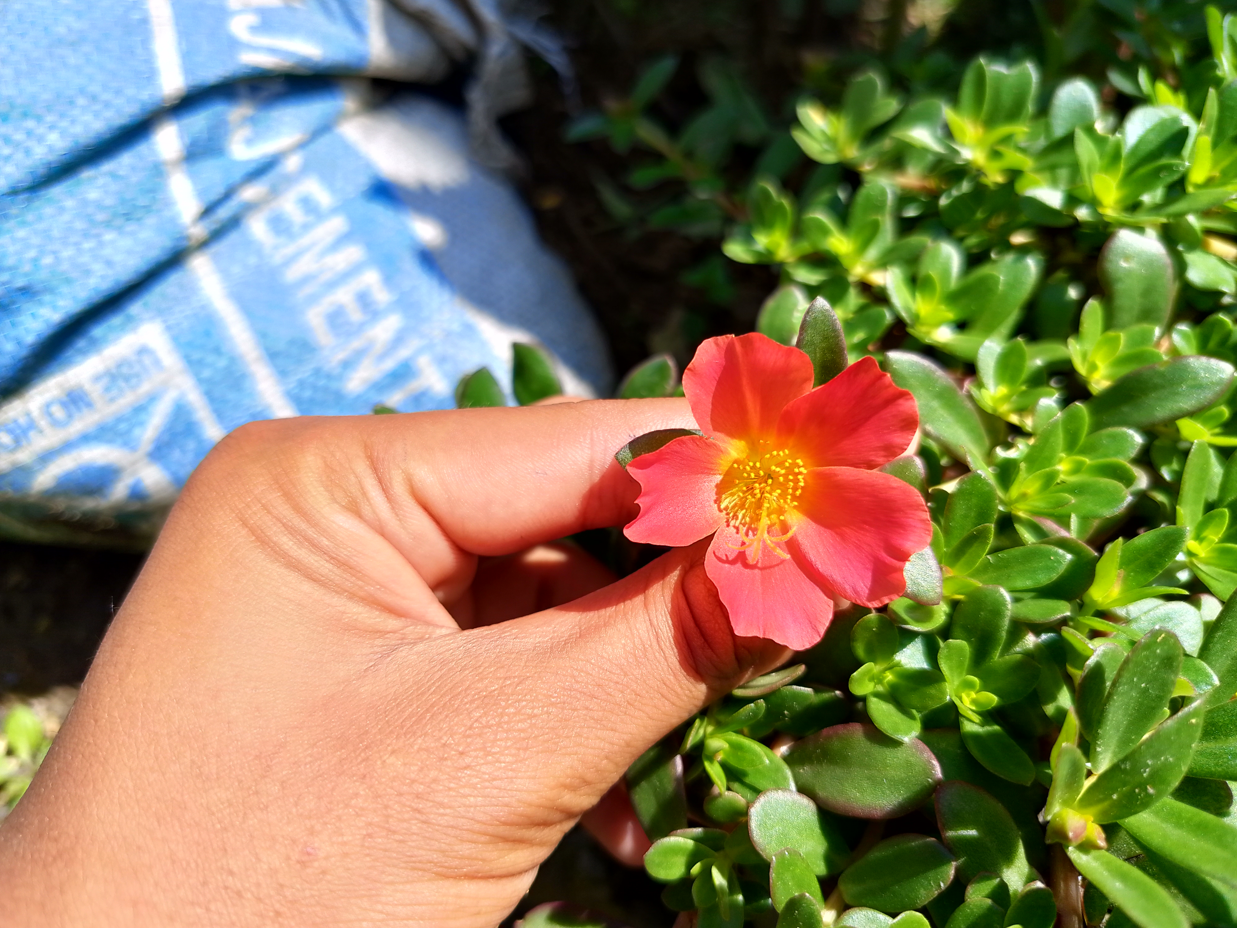 A hand holding a small bright pink flower with a yellow center among thick green succulent leaves under sunlight.