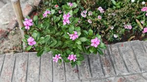 Top-down view of a Madagascar Periwinkle plant with bright pink flowers and glossy green leaves beside a grey stone border, with small white and pink flowers in the background.
