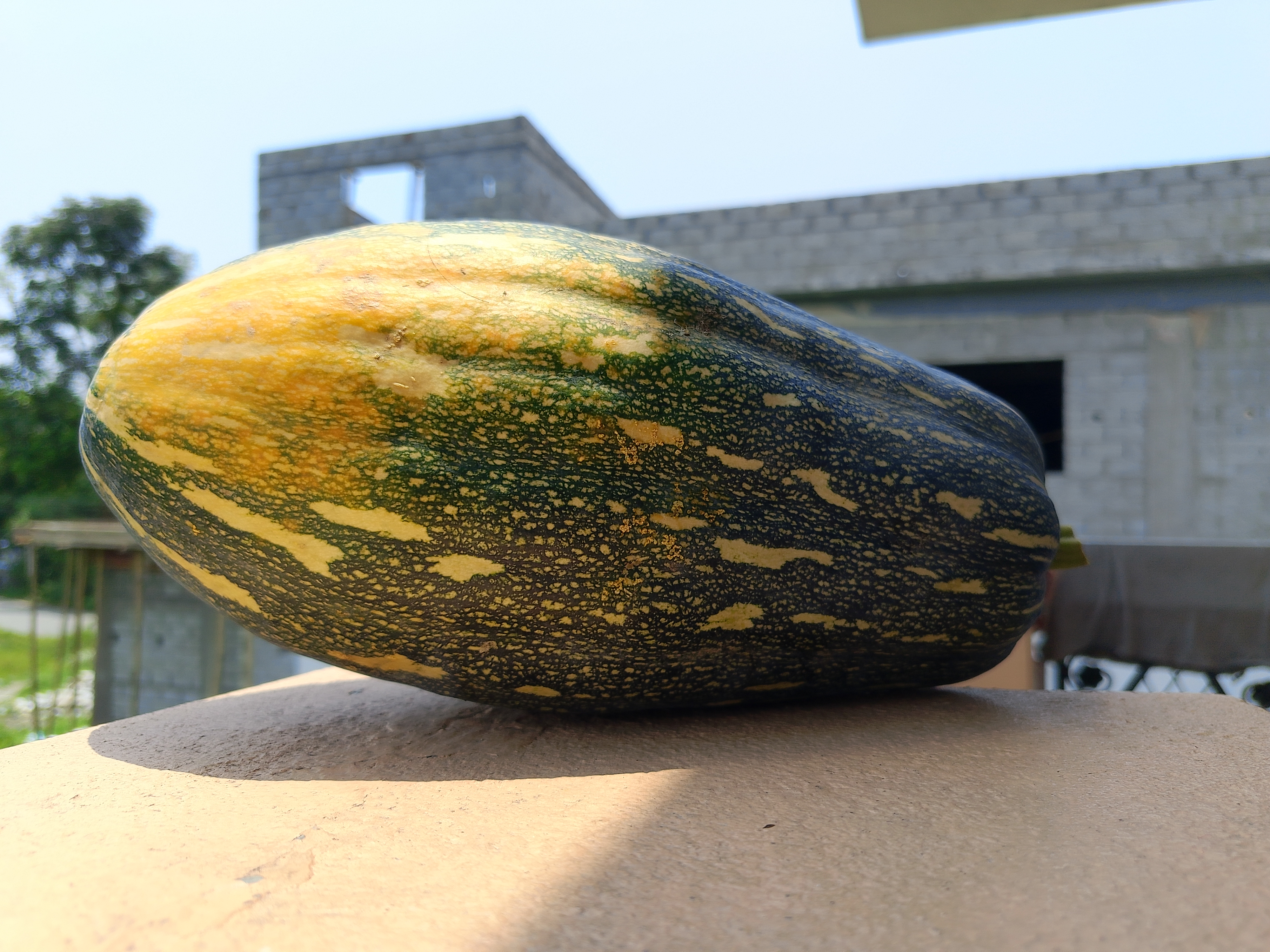 A large, oval-shaped Pumpkin with mottled yellow and green skin rests on a sunlit ledge.