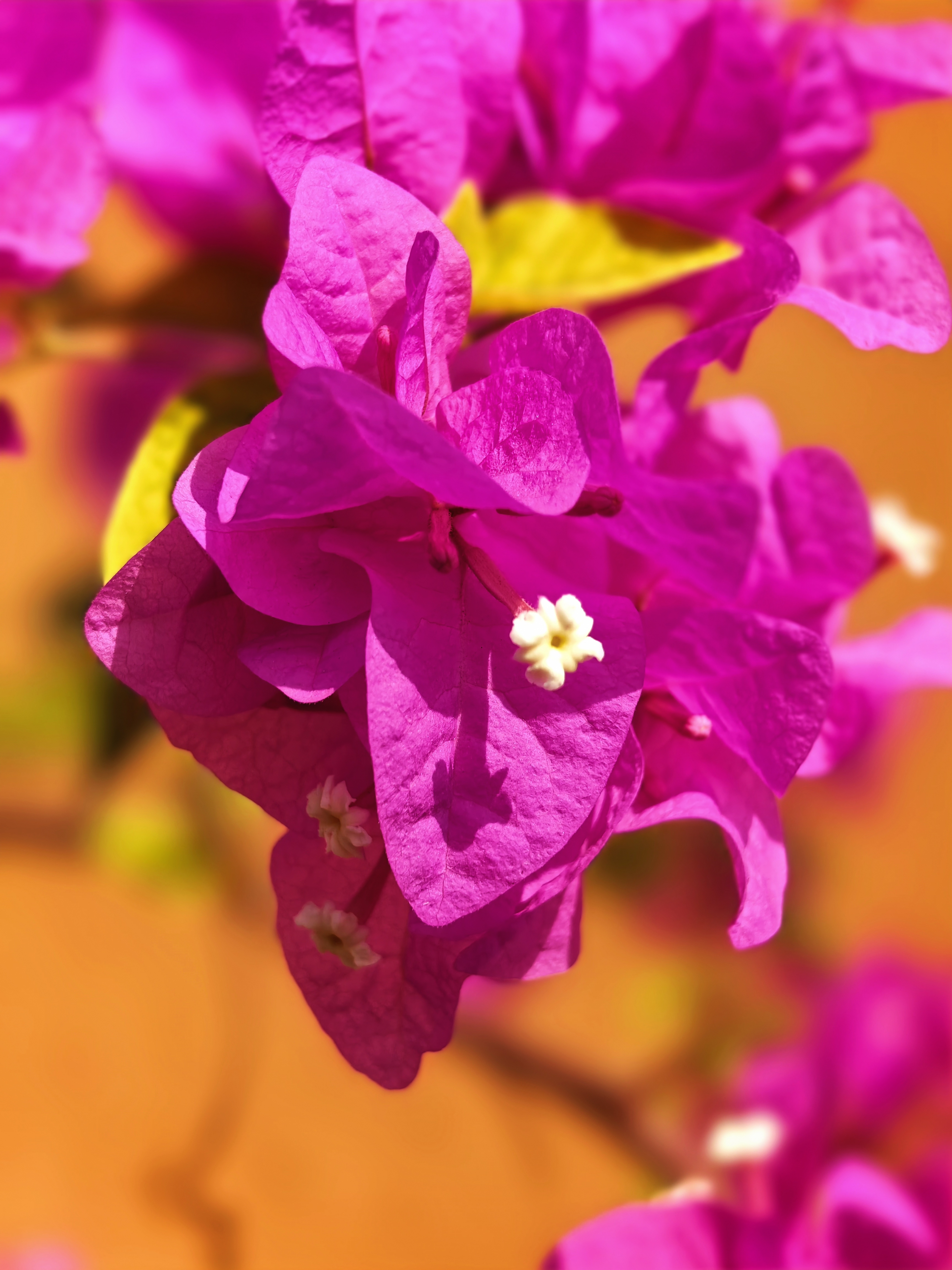 A close-up view of vibrant magenta bougainvillea flowers against a warm orange background.