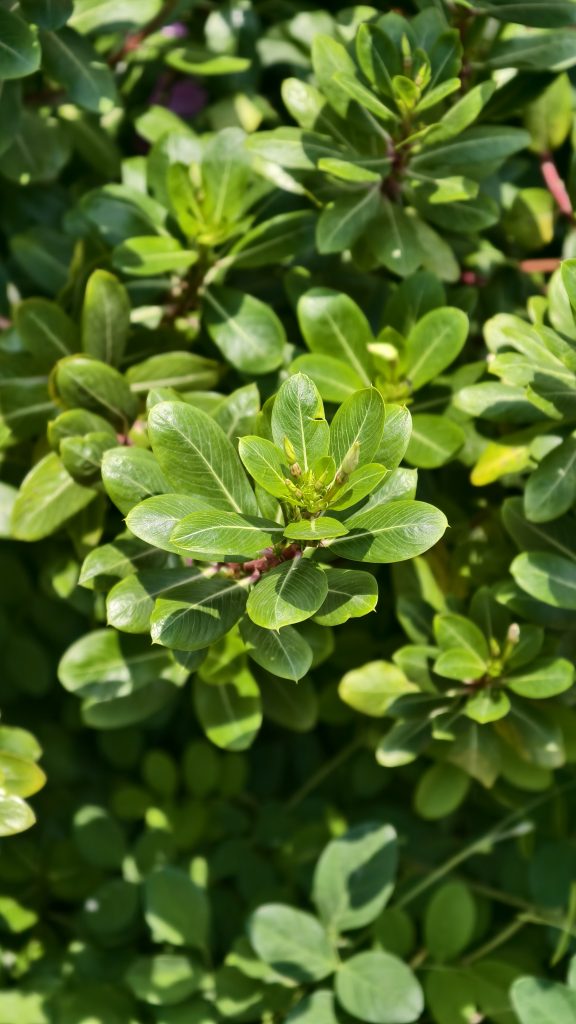 Close-up of a dense healthy shrub with bright glossy green oval leaves and small pale flower buds forming at the center, surrounded by sunlit foliage.