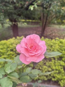 A vibrant pink rose in full bloom is set against lush greenery in a garden. The soft petals and rich color convey a sense of warmth and beauty.
