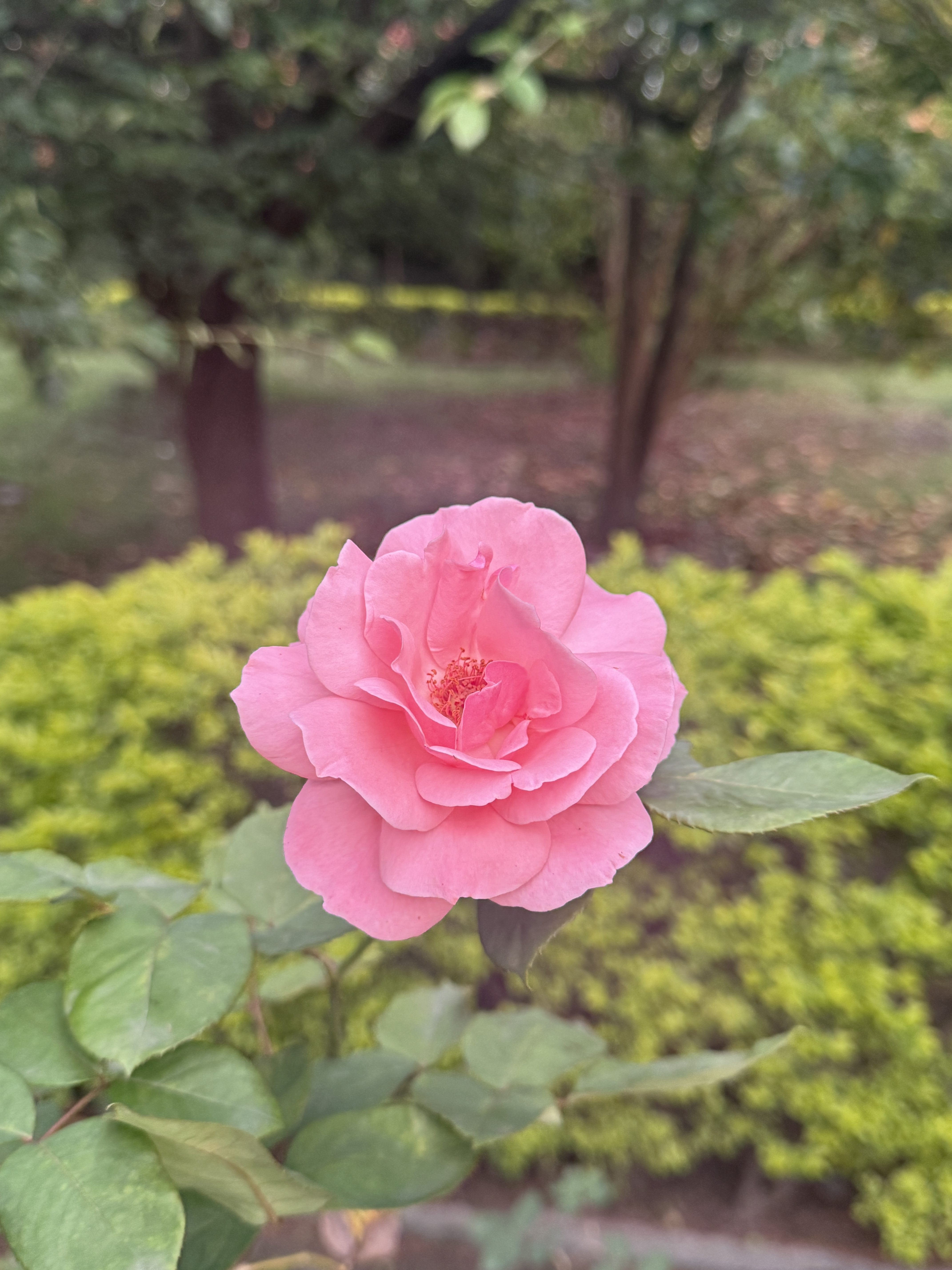 A vibrant pink rose in full bloom is set against lush greenery in a garden. The soft petals and rich color convey a sense of warmth and beauty.