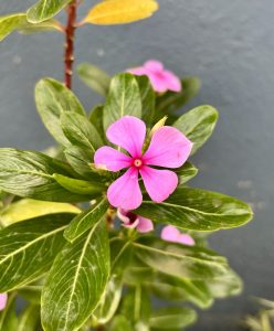 A vivid pink flower takes center stage against fresh green leaves and a minimalist gray background.