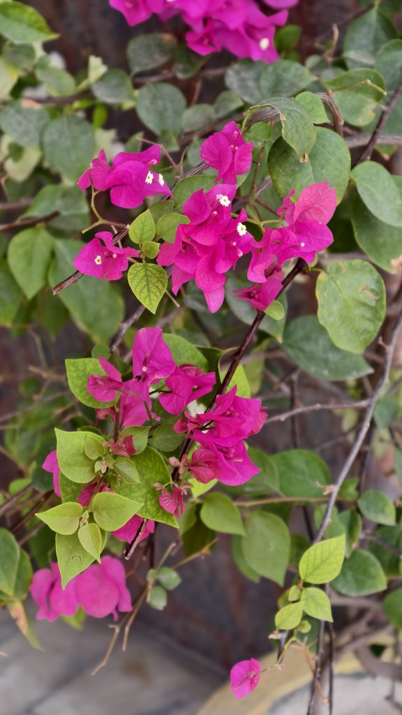 A vibrant cluster of magenta bougainvillea flowers with white centers blooming on thin woody branches, surrounded by lush light green leaves in a lively garden scene.