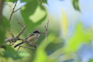 A small, brown and white bird with a crested head perches on a branch. The bird is calling and facing forward. The background is a beautifully blurred expanse of vibrant green leaves, creating a soft, natural backdrop.
