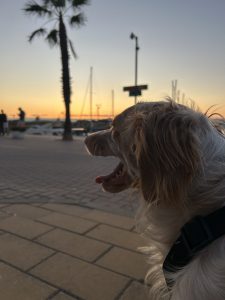 A small light-colored dog sits on a stone path facing a beautiful sunset. The glowing sky, palm trees, and sailboats create a peaceful waterfront scene.