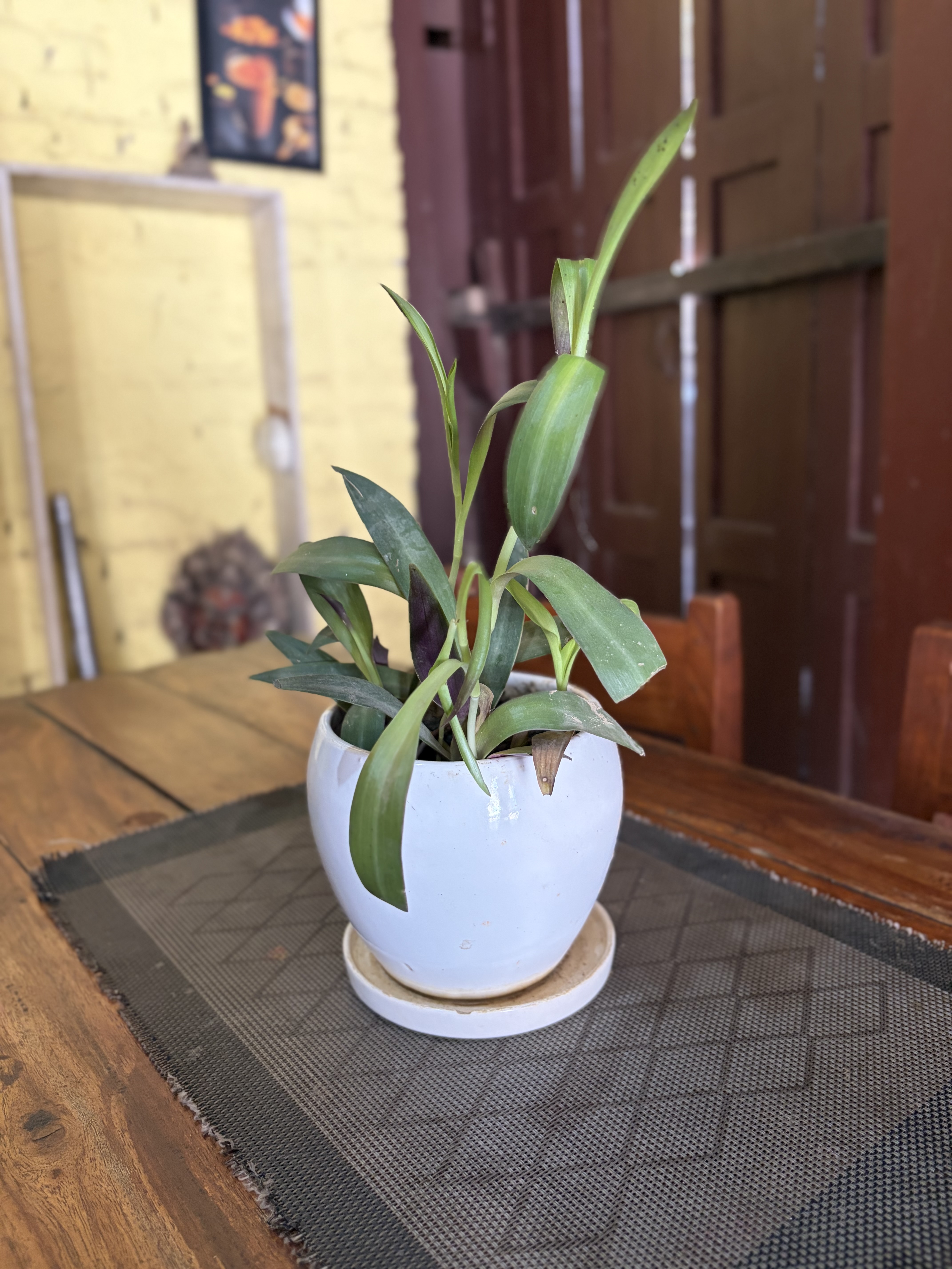A vibrant green plant in a round white pot sits on a wooden table with a gray woven placemat, surrounded by rustic yellow and red walls.