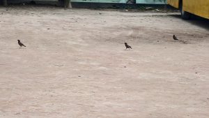 Three dark birds are scattered on a reddish-brown brick ground, with part of a yellow vehicle visible in the top right corner.