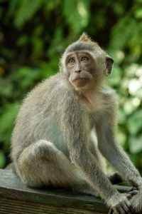 A  Balinese long-tailed macaque sitting on a wooden fence in the Ubud Monkey Forest, Indonesia.