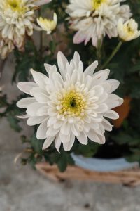 3786a1522b