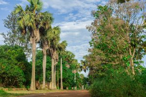 A dirt path lined with tall palm trees on the left and dense green foliage on both sides under a bright, partly cloudy sky.