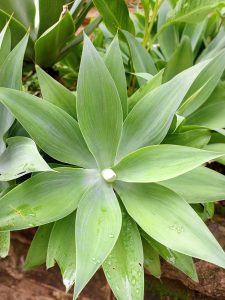 A close-up of a green rosette-shaped plant with pointed leaves and water droplets.