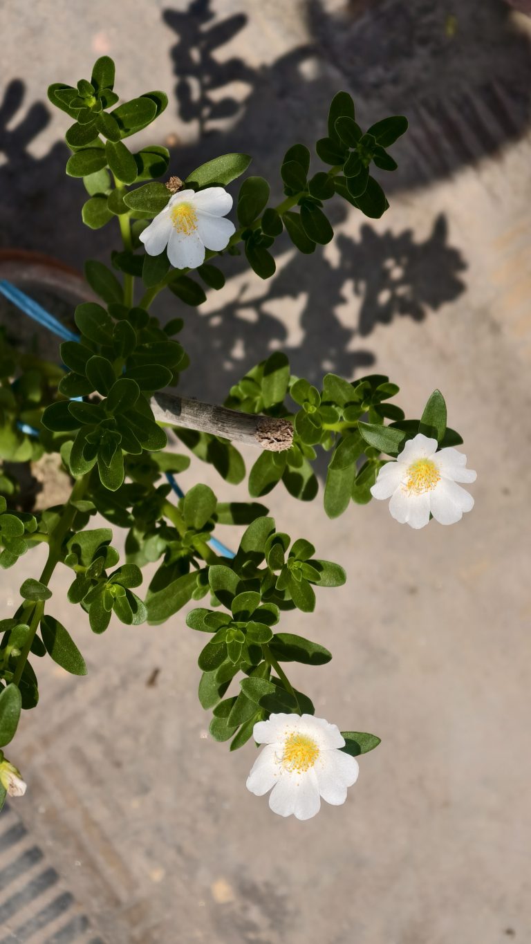 A top-down view of a Portulaca plant with small, bright green succulent leaves and three delicate white flowers with yellow centers. A thin grey stick and a blue wire are visible among the foliage, and the plant casts a dark shadow on the light brown ground.