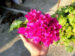 A hand holding vibrant magenta bougainvillea flowers against a blurred outdoor background.
