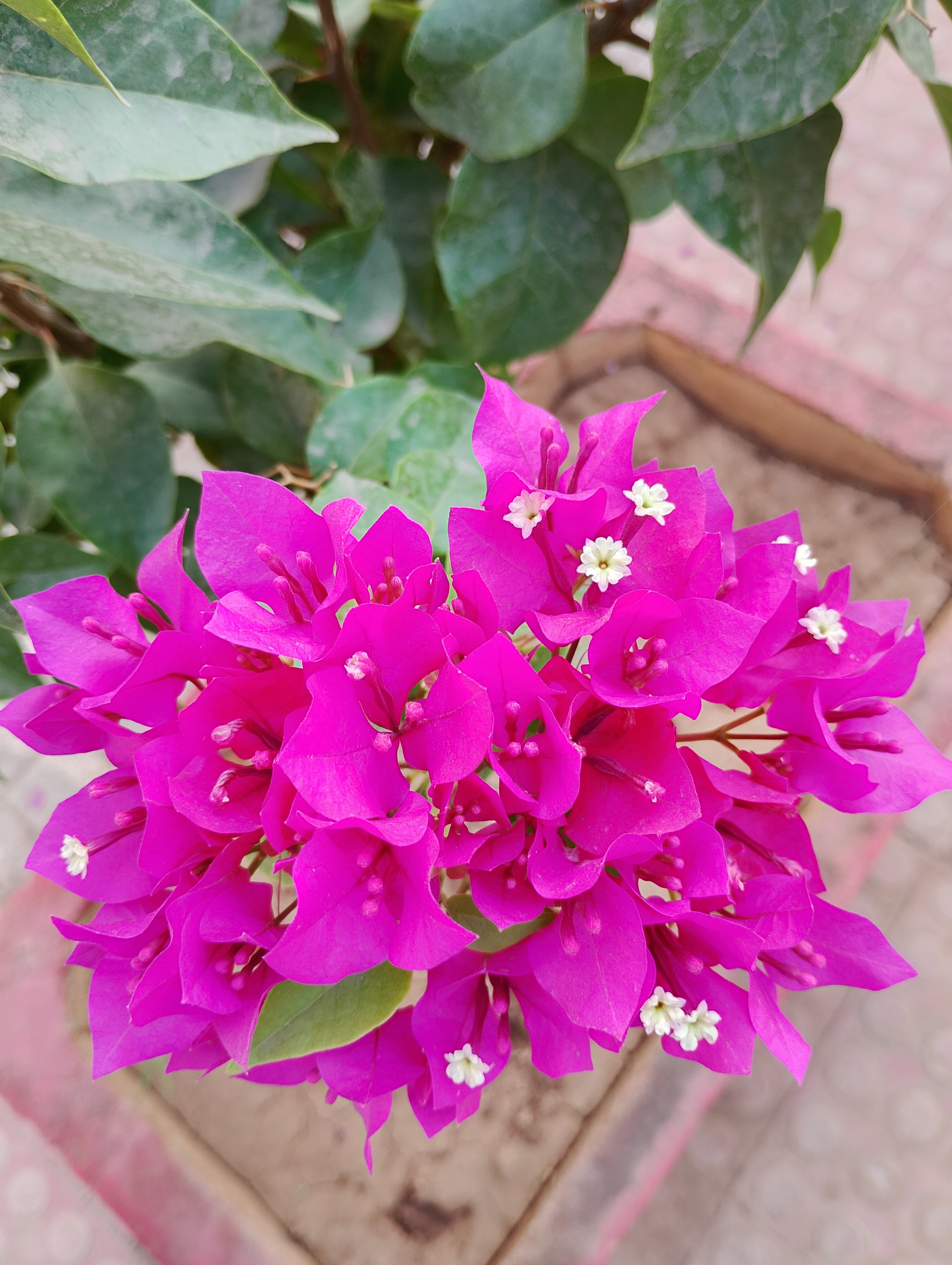 Bright pink bougainvillea flowers with green leaves