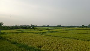 A wide view of green and yellow rice fields stretching under a bright open sky with trees in the distance.