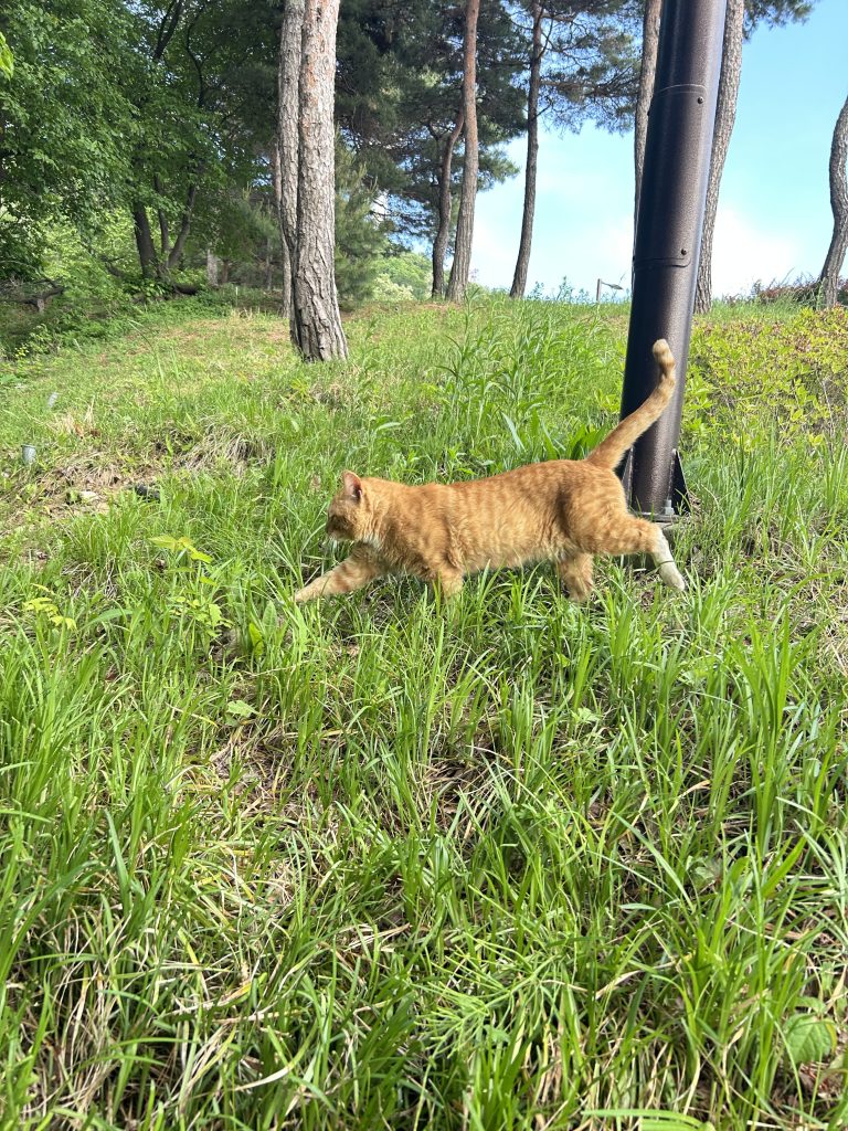 Orange cat walking through lush green grass with tall trees in the background.