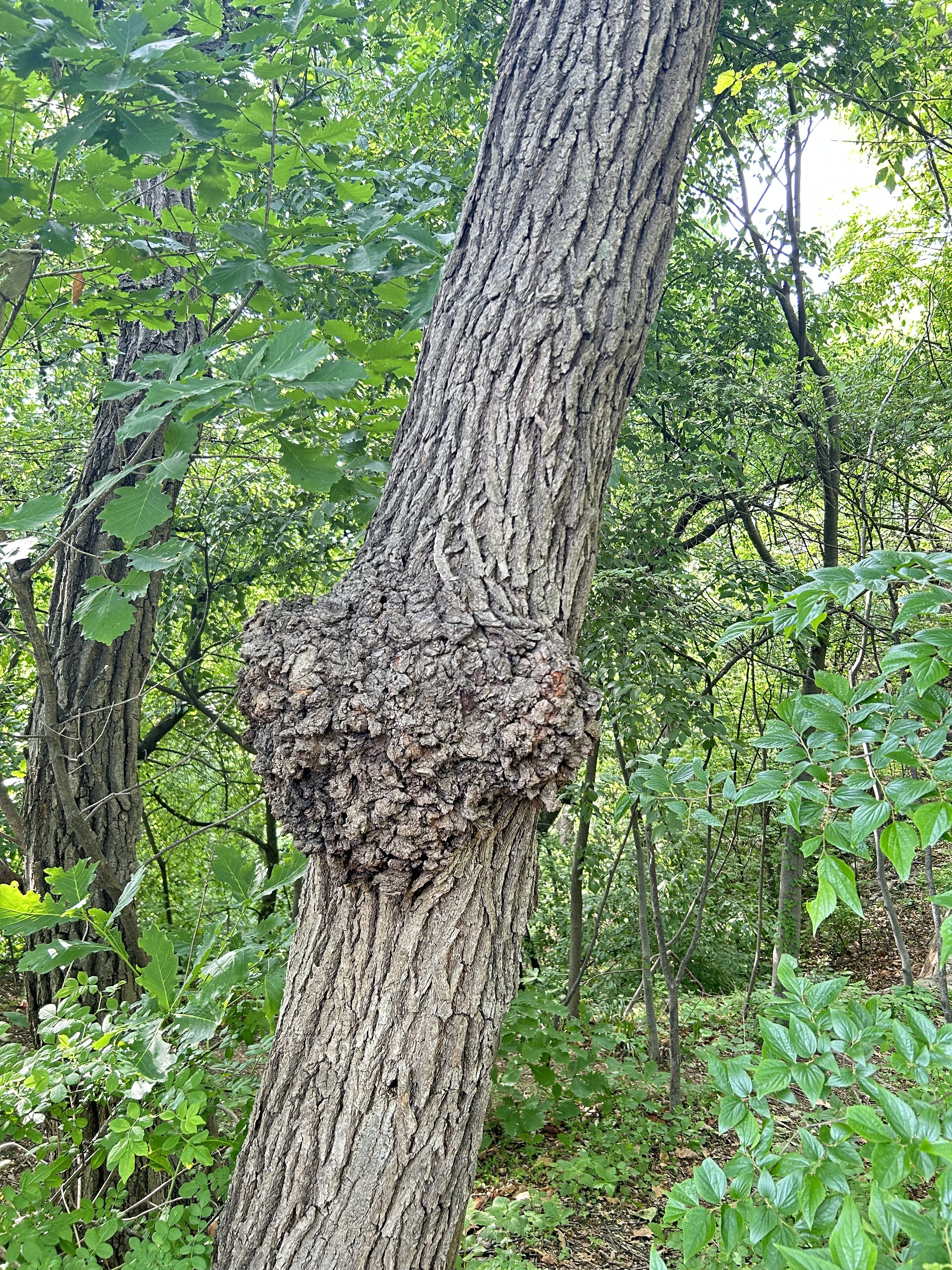 Tree trunk with a heart-shaped burl in a lush green forest.