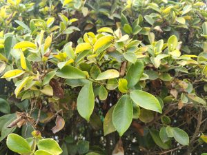 The green leaves create a fresh and natural composition, with different shades ranging from deep green to soft yellow tones. Some dry leaves add contrast and reflect the plant’s natural life cycle. The soft lighting highlights the glossy texture of the leaves, conveying calmness and harmony.
