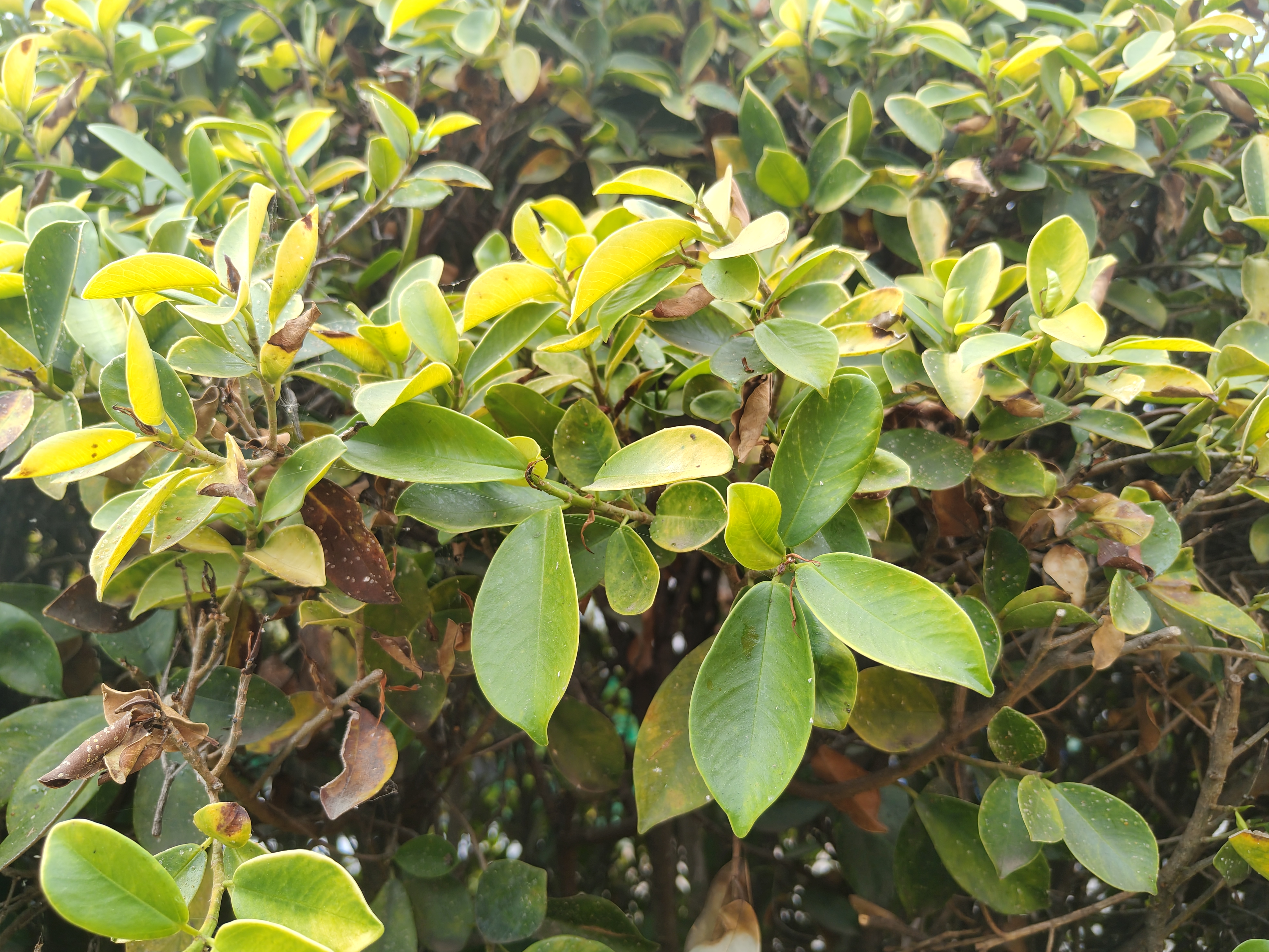 The green leaves create a fresh and natural composition, with different shades ranging from deep green to soft yellow tones. Some dry leaves add contrast and reflect the plant’s natural life cycle. The soft lighting highlights the glossy texture of the leaves, conveying calmness and harmony.